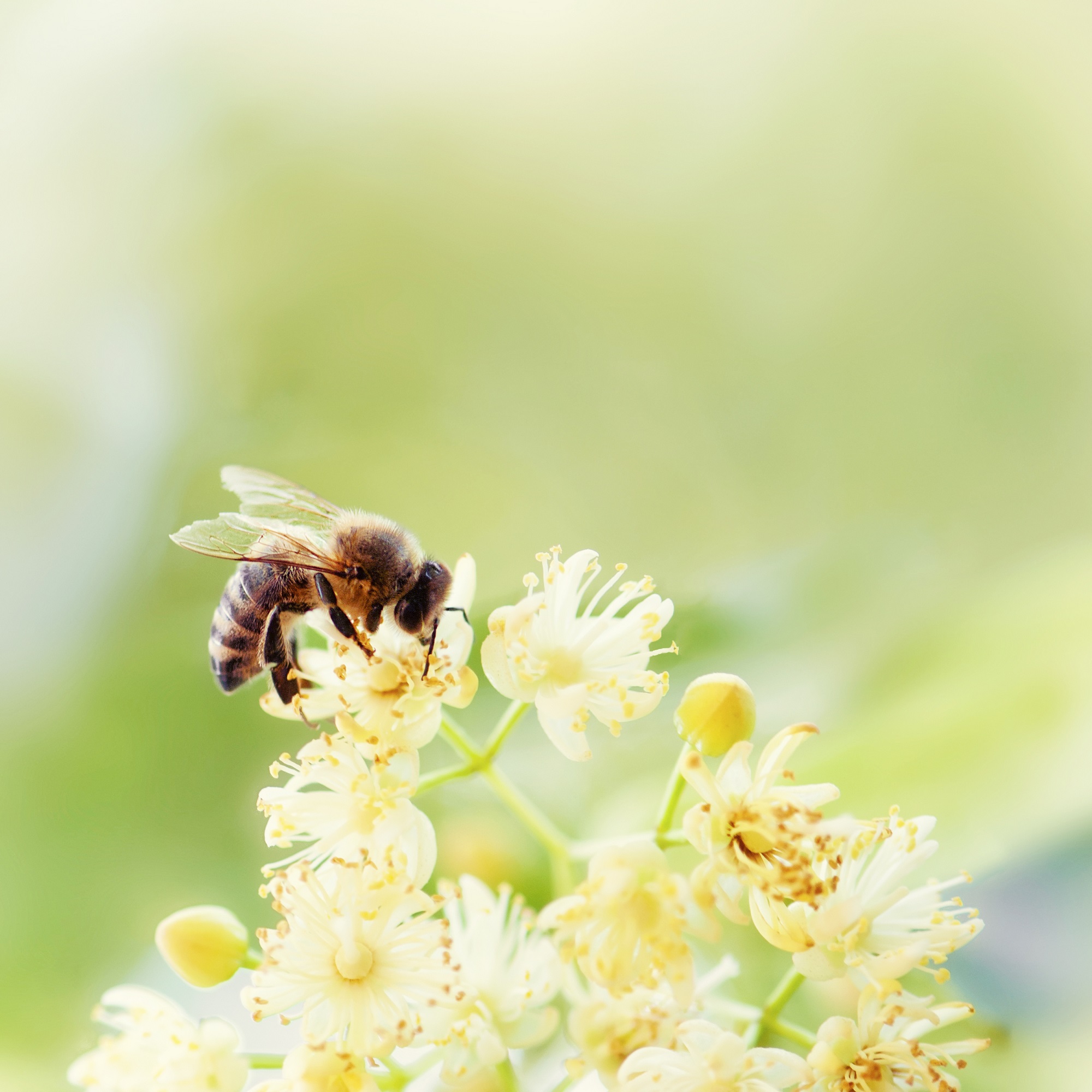 Mynatura Bienenspielplatz Bienenweide 50g