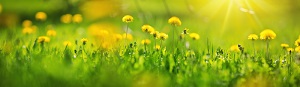 Mynatura Fugenschön Saatmischung Fugen 3g