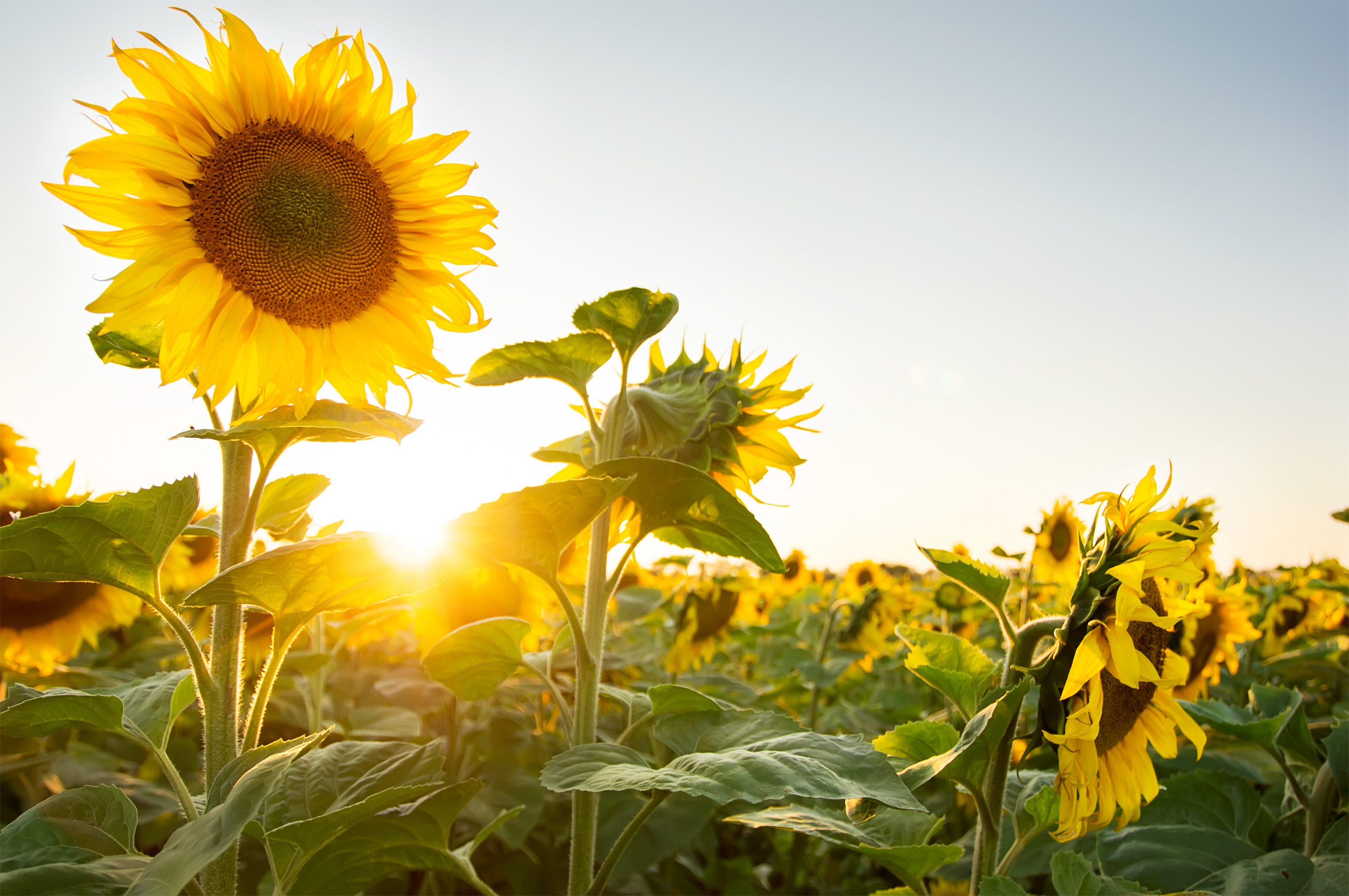 Mynatura Bio Sonnenblumenkerne, geschält 1Kg