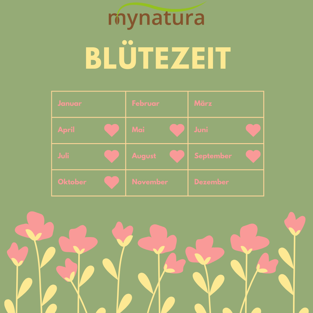 Mynatura Wilde Apotheke traditionelle Arzneipflanzen zum Selberpflücken Saatgut (30g) Mynatura Wilde Apotheke traditionelle Arzneipflanzen zum Selberpflücken Saatgut (30g)