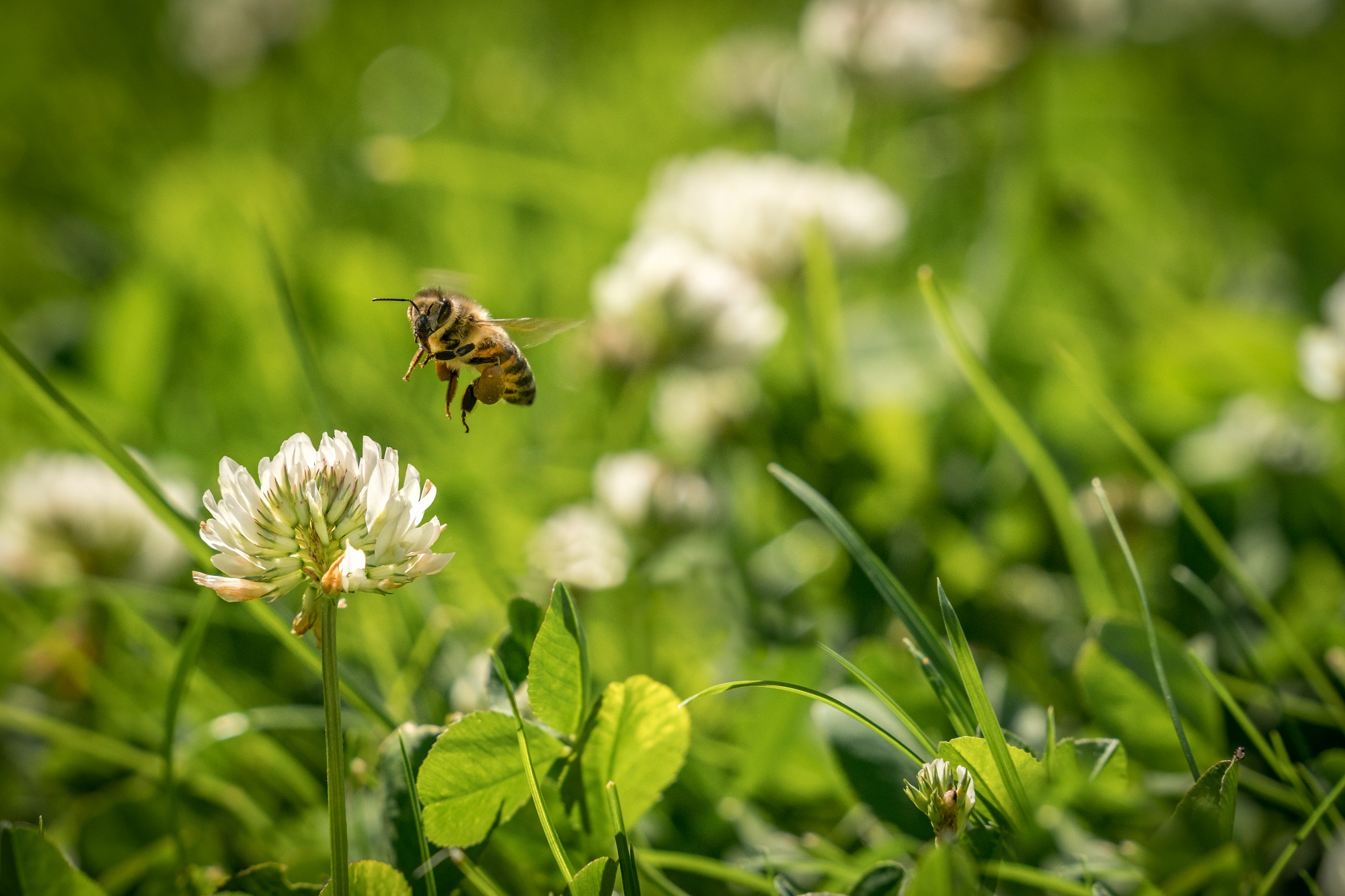 Mynatura Bienenweide Nord-Ost Bienen 50g